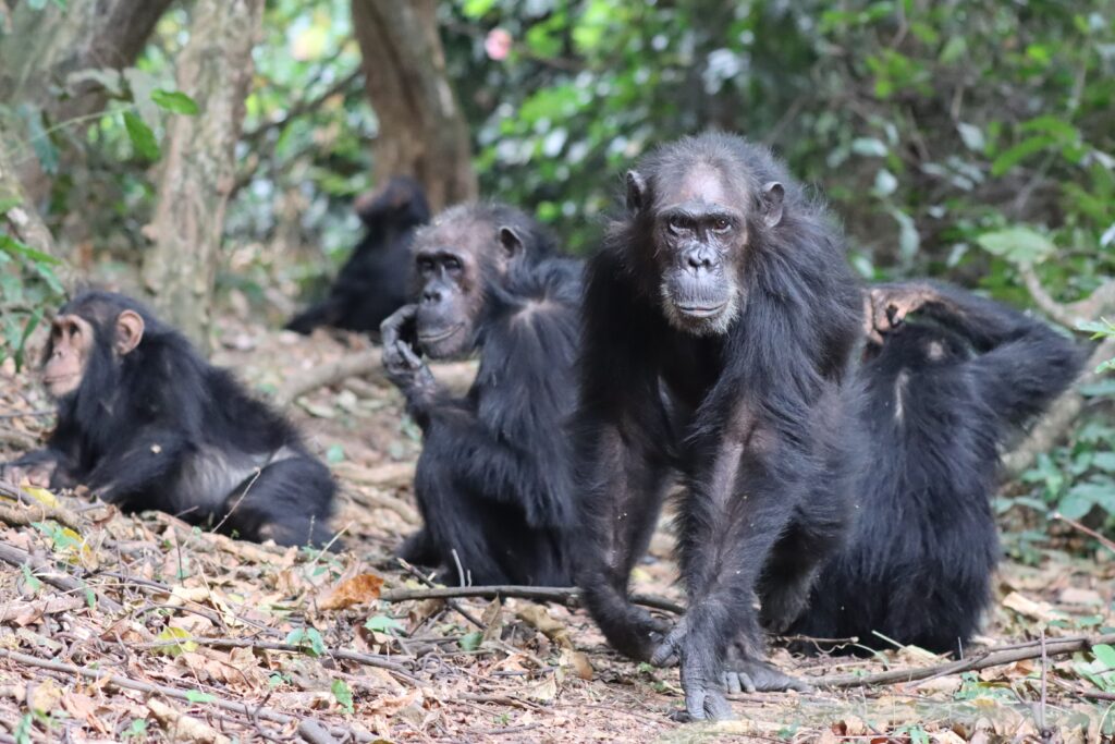 Chimpansees Gremlin en Gaia