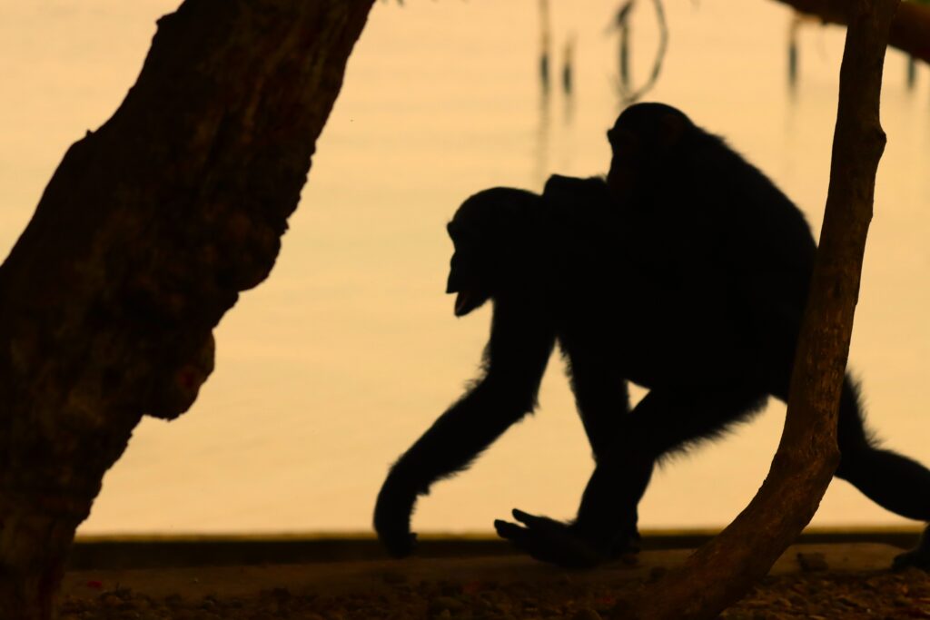 Nuru en Njema aan Lake Tanganyika, silhouet van twee chimpansees.