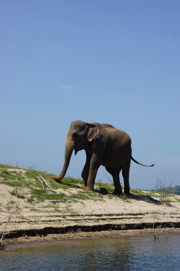 Sri Lanka olifant