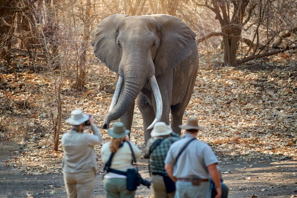Olifant in Mana Pools, Zimbabwe poseert voor de foto tijdens een approach.