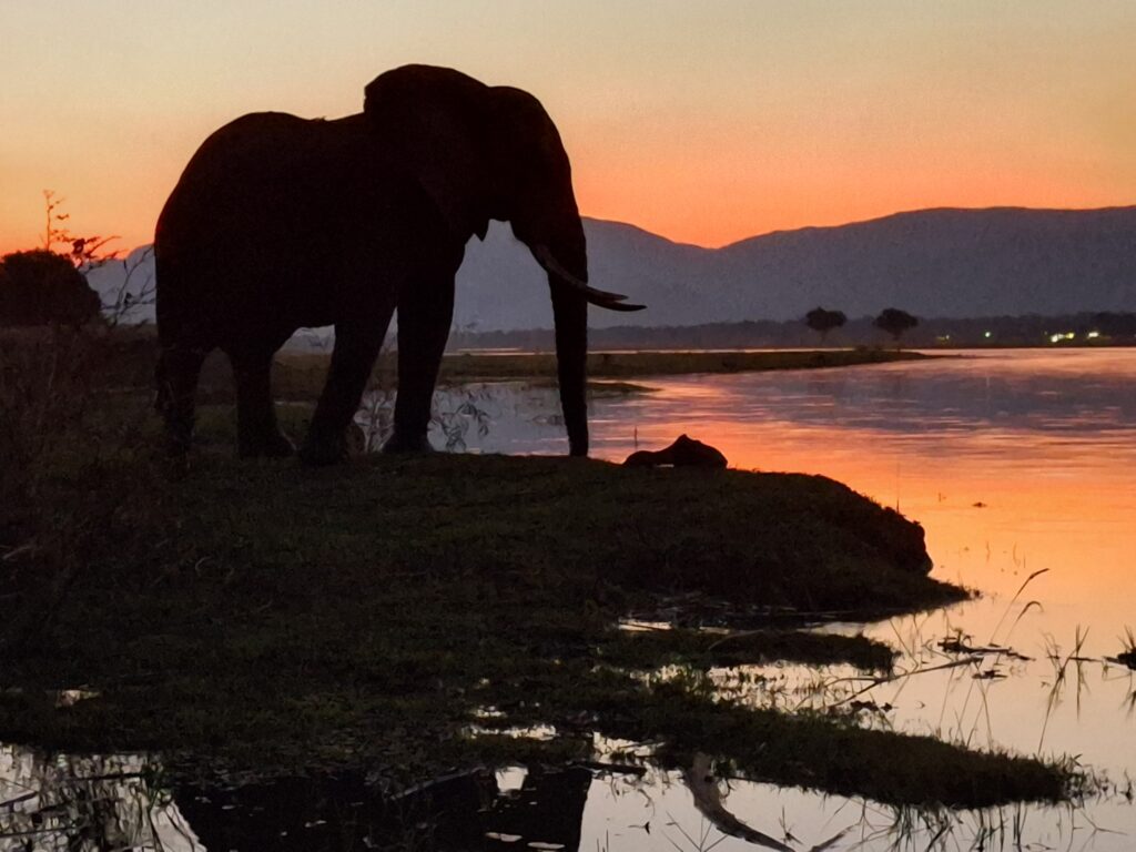 Olifant silhuette tijdens zonsondergang in Mana Pools, Zimbabwe