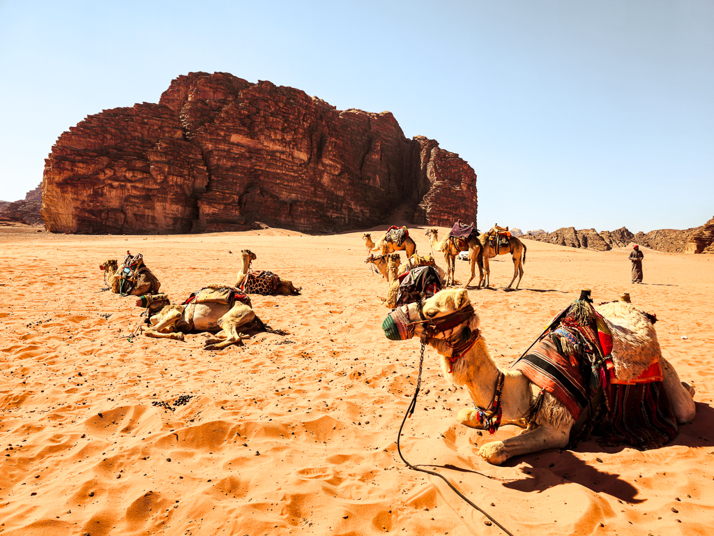 Kamelen in het Wadi Rum woestijn