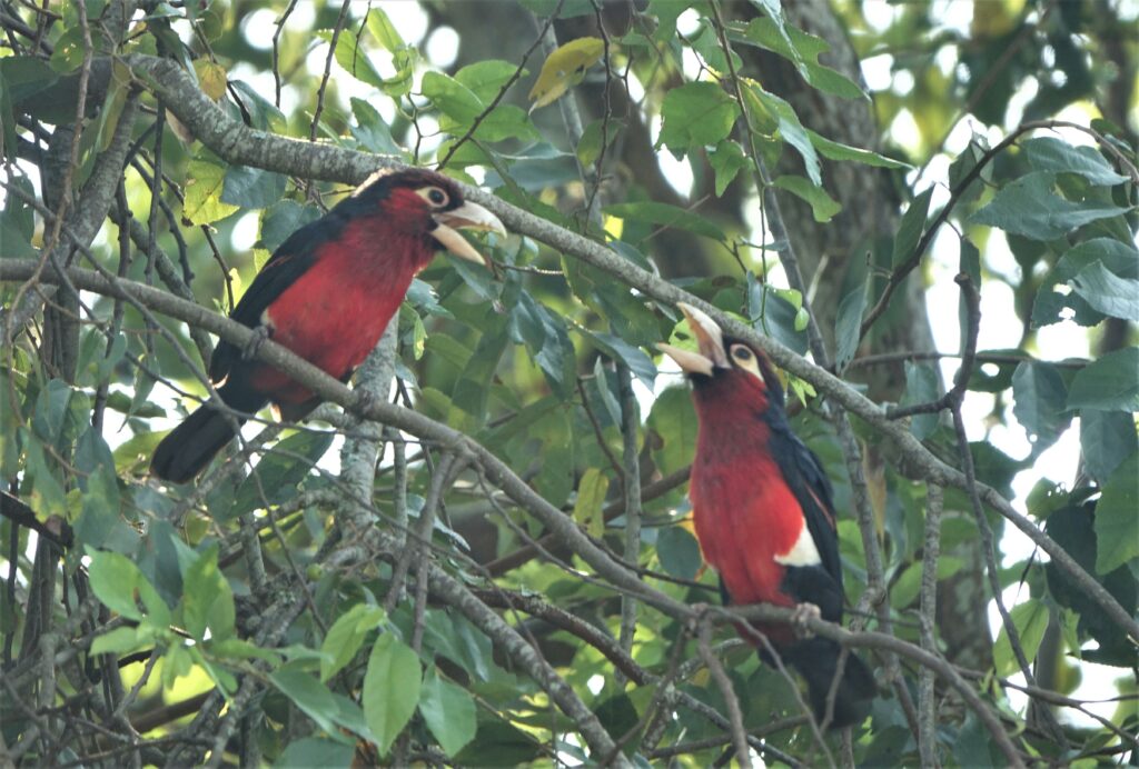 Tandbaardvogel, Oeganda