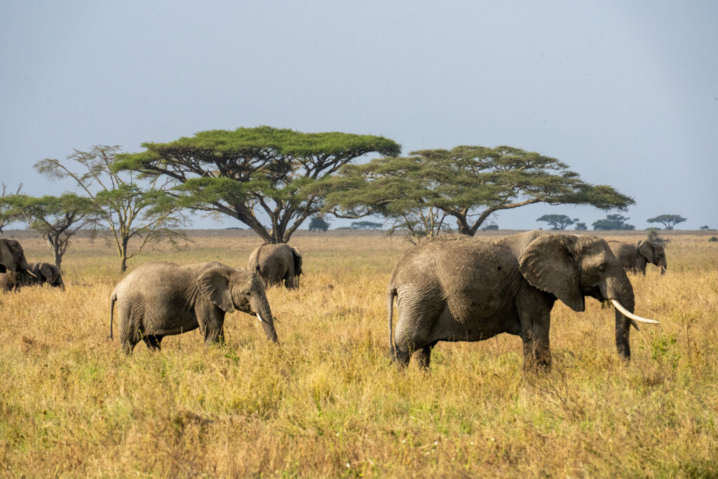 olifanten in Tanzania