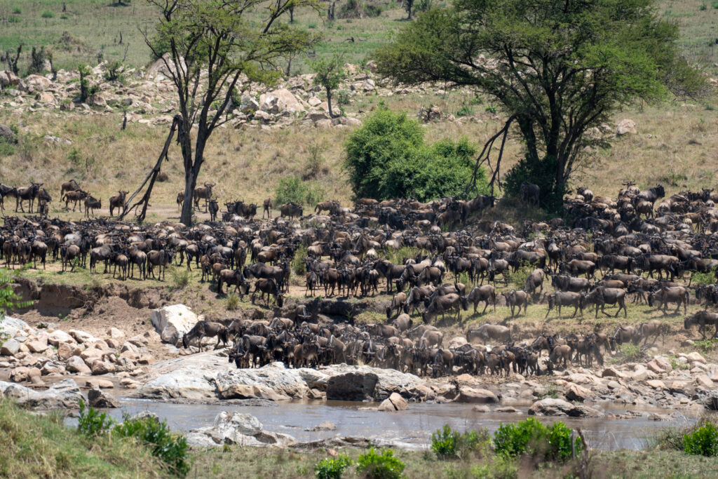 de oversteek aan de Mara Rivier, Tanzania