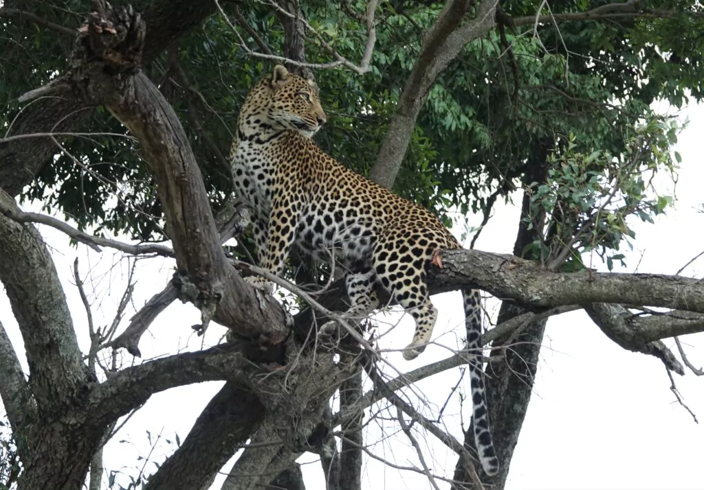 luipaard in boom Tanzania
