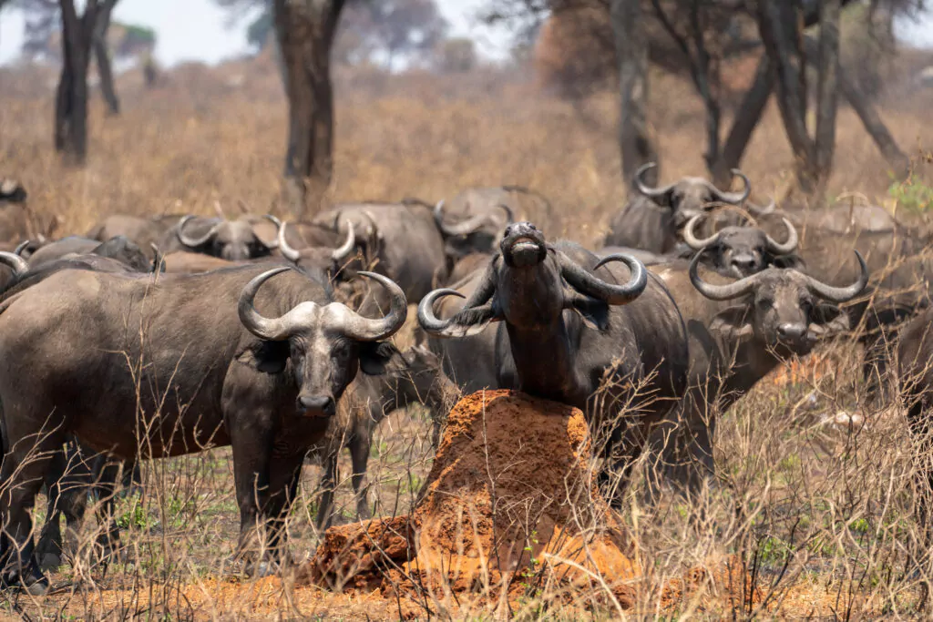 buffels Tanzania