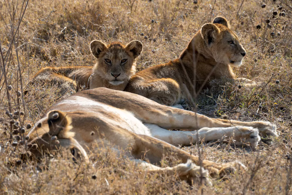 leeuwen Tanzania