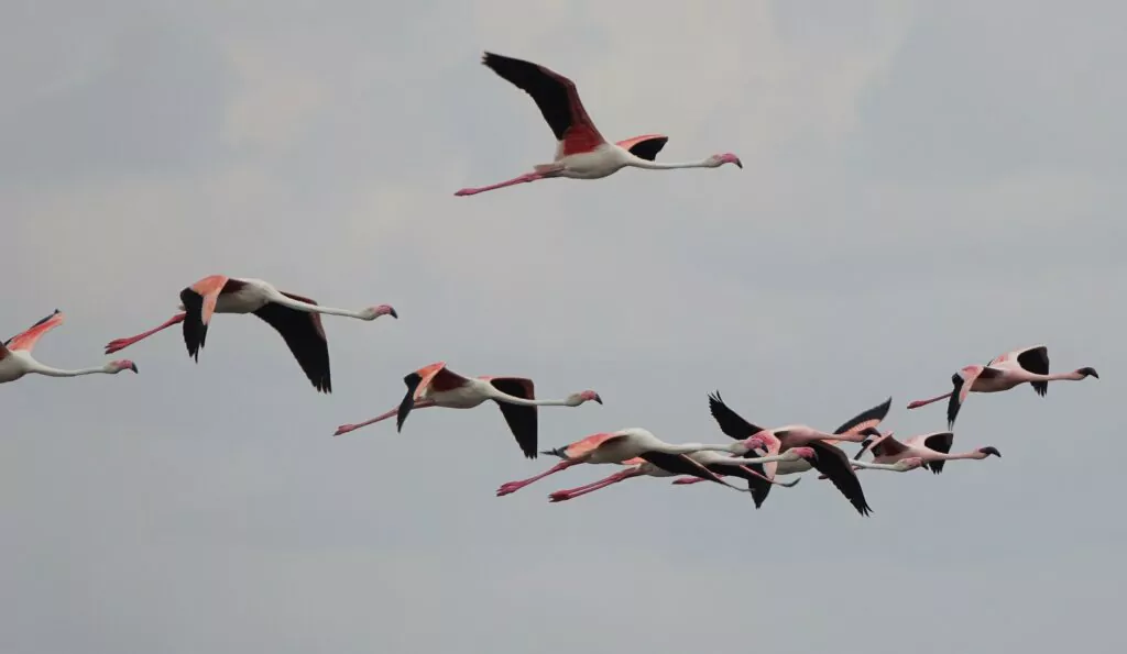 Kleine flamingo bij Lake Natron