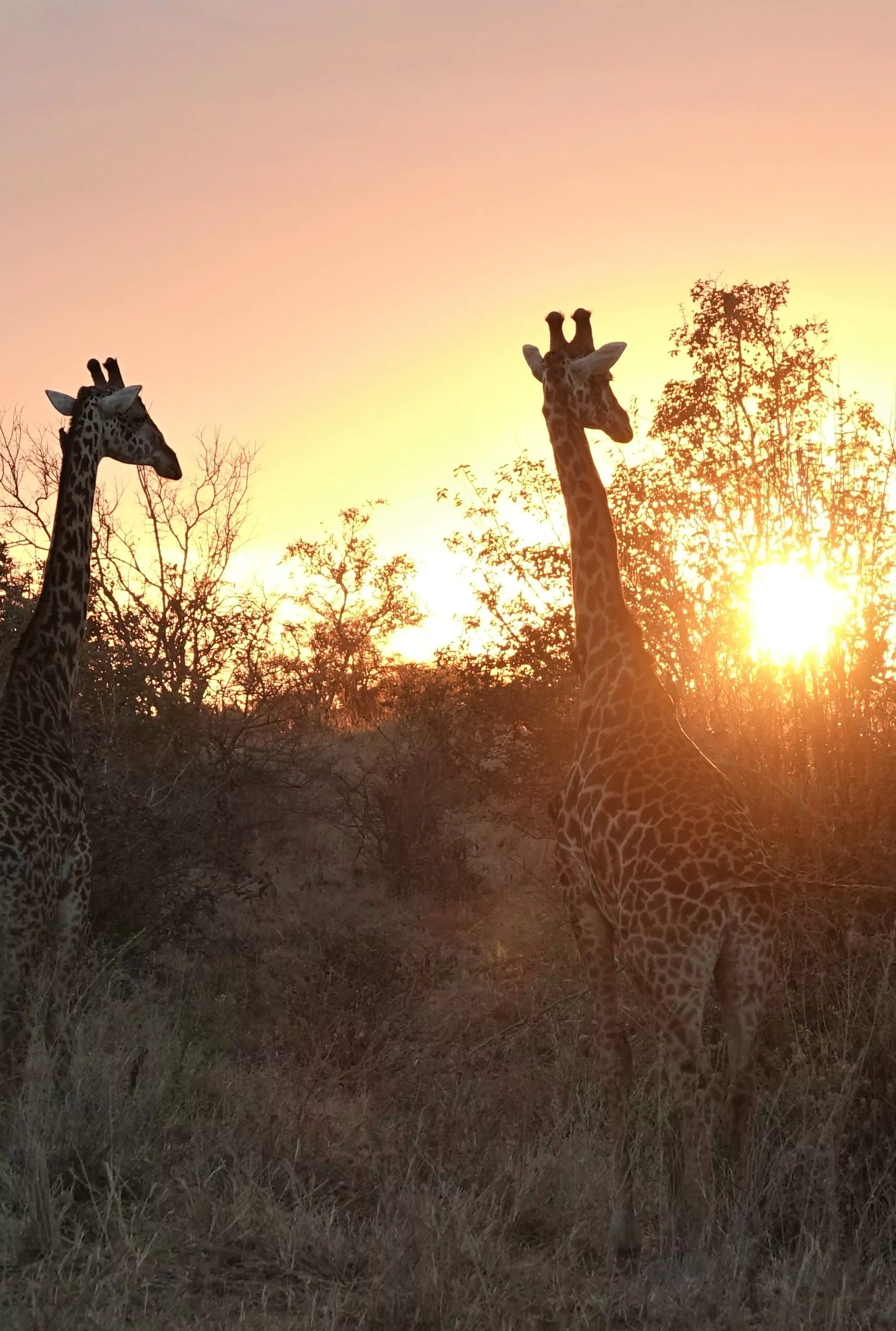 giraf in Tarangire National Park, Tanzania